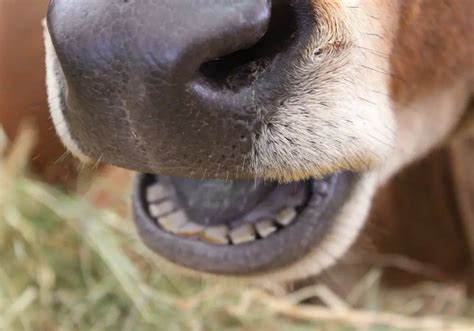 Do Cows Have Top Teeth? Exploring the Dental Anatomy of Cows