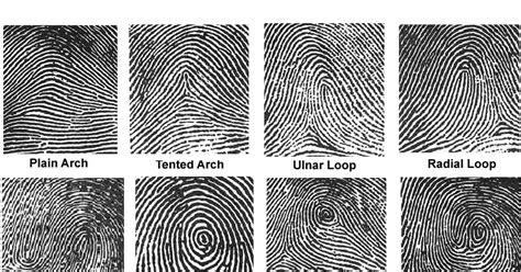 Ulnar loop fingerprint - therapyrilo