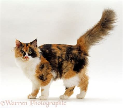 Calico cat walking with tail up photo | Cute cats, Calico cat, Beautiful cats