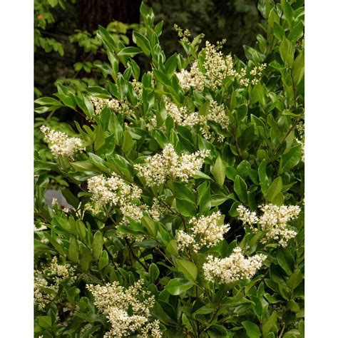 Monrovia 3.58-Gallon White Waxleaf Privet Foundation/Hedge Shrub in Pot at Lowes.com