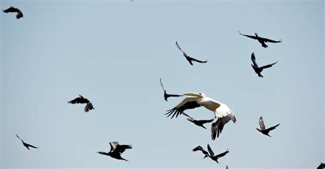 Free stock photo of danube, danube delta, delta