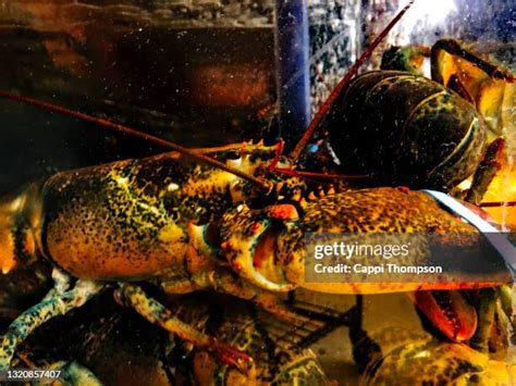 42 Lobster Tank Restaurant Stock Photos, High-Res Pictures, and Images - Getty Images