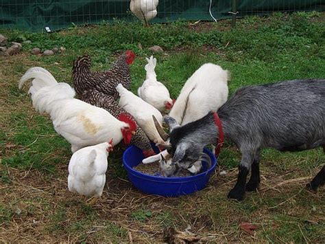 Keeping Goats with Chickens | BackYardHerds - Goats, Horses, Sheep, Pigs & more