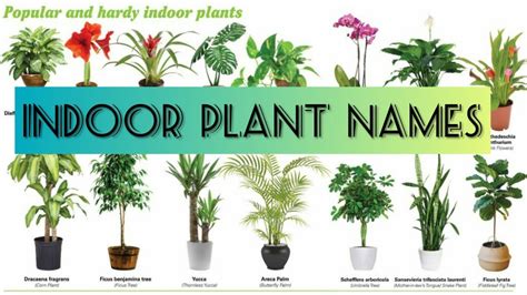 Names Of Potted Plants