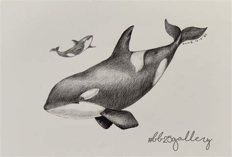 Orca Whale Pencil Drawing