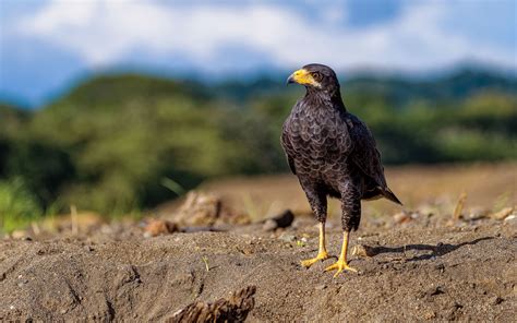 Common Black Hawk | Audubon Field Guide