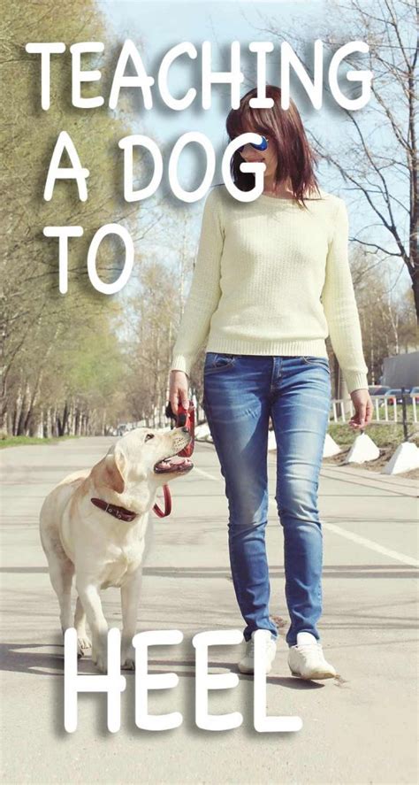 Heel tips: Teaching A Dog To Heel In Simple Stages