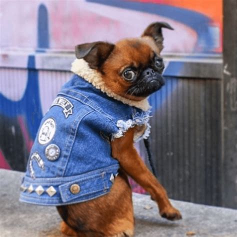 Pethaus: Denim for Dogs – Pet Accessories for the Rock n Roll Pup ...