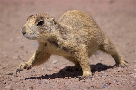 The Multicolored Diary: U is for Utah prairie dogs (Folktales of Endangered Species)