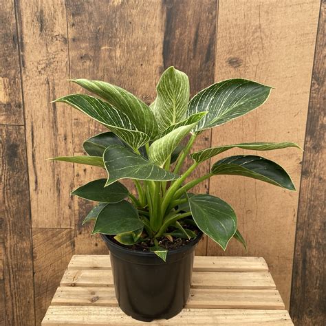 Philodendron 'Birkin' (6" pot) - TERRA Greenhouses