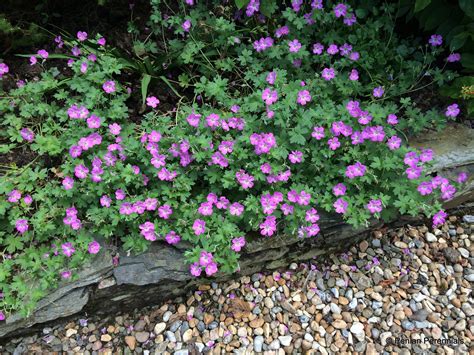 Geranium ‘Mavis Simpson’ – Penlan Perennials Nursery