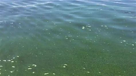 Experts monitor toxic blue green algae bloom in Lake Okeechobee