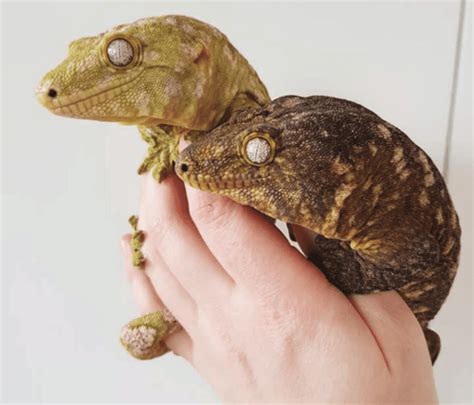 The New Caledonian giant gecko is the world’s largest - Australian Geographic