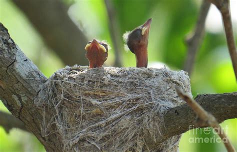 Willie Wagtail Chicks In Nest Photograph by Evie Hanlon