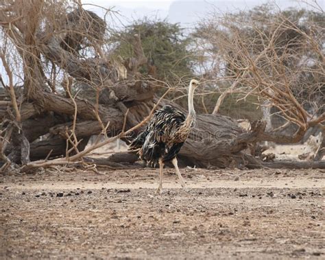 Ostrich in the Desert. Watching of Animals in Israel Stock Photo ...