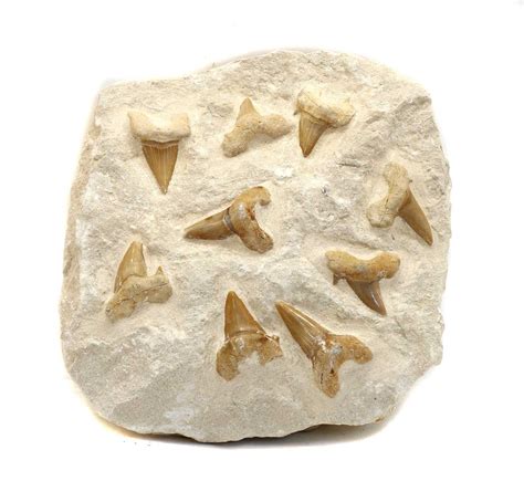 Lot 121 - An Otodus shark teeth slab,