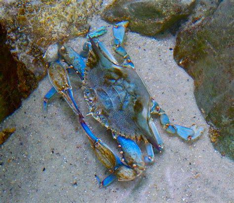 Louisiana Blue Crab Photograph by Dana Doyle - Pixels