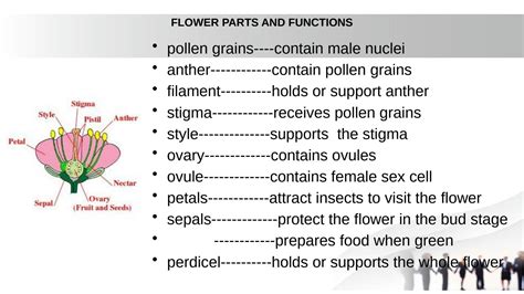 SOLUTION: Flowers and their function - Studypool