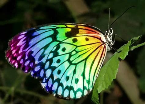 Beautiful | Rainbow butterflies, Rainbow butterfly, Butterfly face