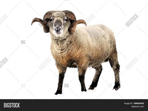 Ram, Male Sheep, Image & Photo (Free Trial) | Bigstock