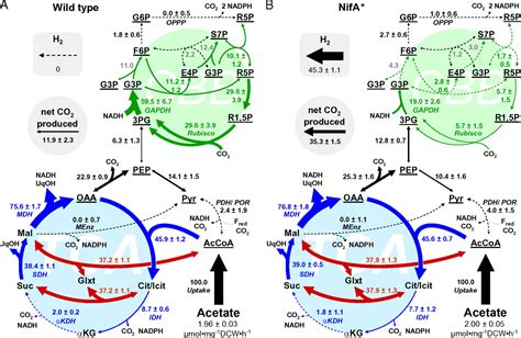 Awakening A Latent Carbon Fixation Cycle In Escherichia, 53% OFF