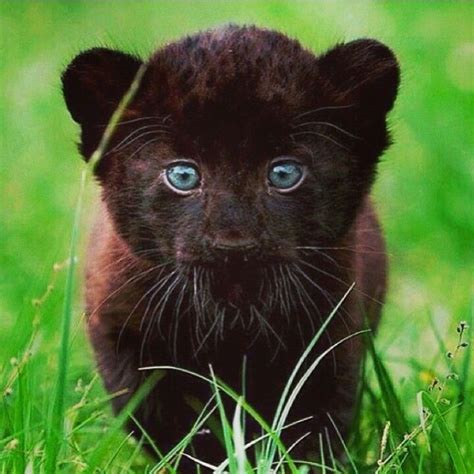 Cute Baby Jaguar - Baby Images