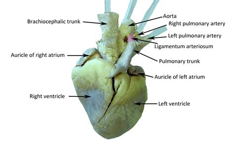 Sheep Heart - HUMAN ANATOMY WEB SITE