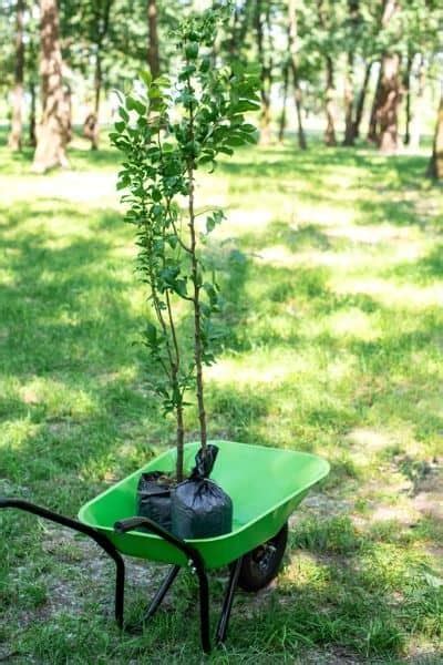 How To Grow Tree Saplings – Urban Garden Gal