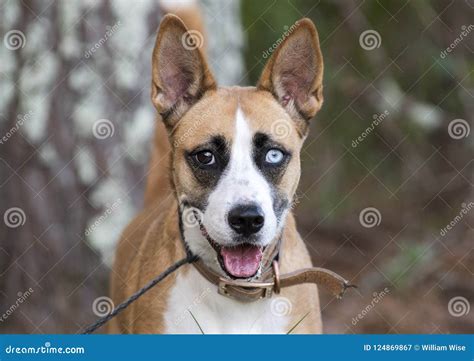 Basenji Husky Mixed Breed Dog with One Blue Eye Stock Image - Image of ears, malamute: 124869867