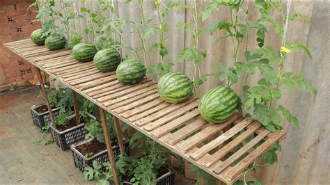 I wish I knew this method of growing watermelons sooner - It's easy and ...