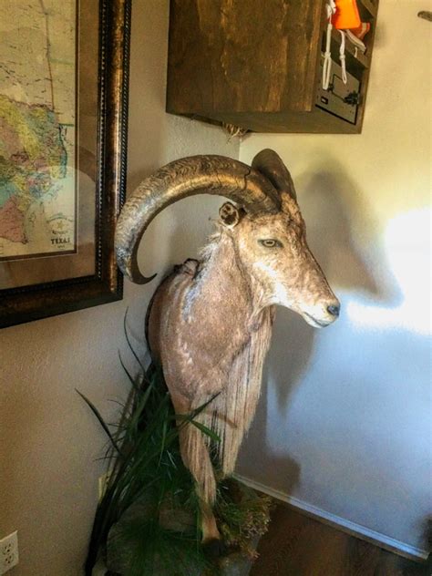 Texas Aoudad Sheep - Quality Hunts - The #1 Hunt Provider in the World