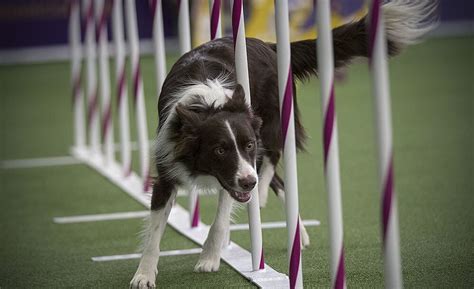 Border Collie: Training