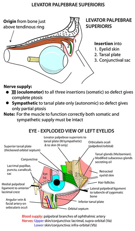 Instant Anatomy - Head and Neck - Areas/Organs - Eye & orbit - Levator palpebrae superioris