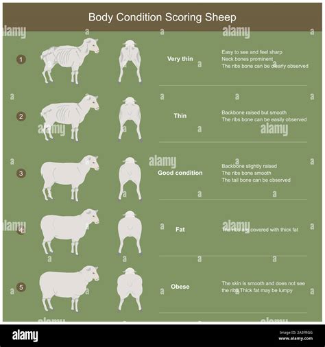 The scoring body and structure loin area of sheep, by analysis the bone ...