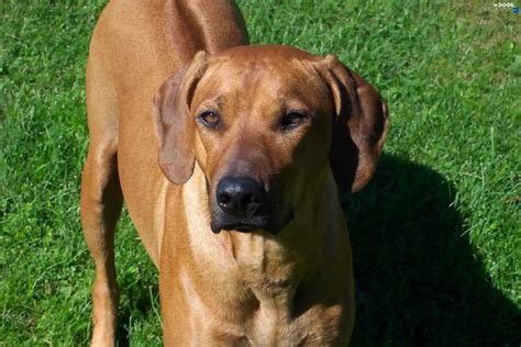 Rhodesian ridgeback - Dogs wallpapers: 2160x1440