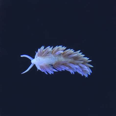 Berghia Nudibranch – Barrier Reef Aquariums