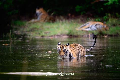 Best time to see and photograph tigers in India