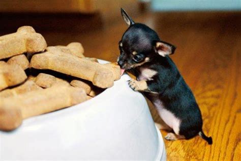 More Adorable Puppy Photos | Too Cute | Animal Planet