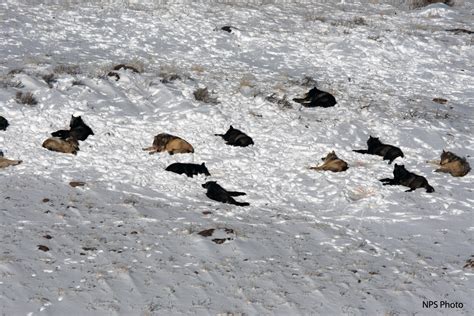 Druid Peak Pack: Yellowstone Wolf Photos Citizen Science