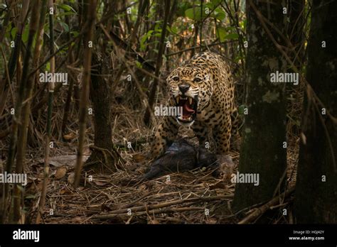 A large male Jaguar aggressively defending its prey, a White-lipped Peccary Stock Photo - Alamy