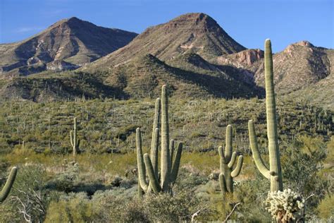 Sonoran Desert Landscape stock image. Image of mountain - 16818611