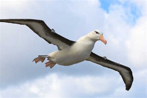 Black-browed albatross. Photos from Falkland Islands