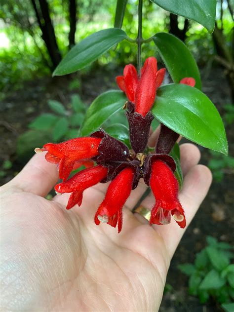 Lipstick Plant Propagation: 2 Simple & Effective Methods