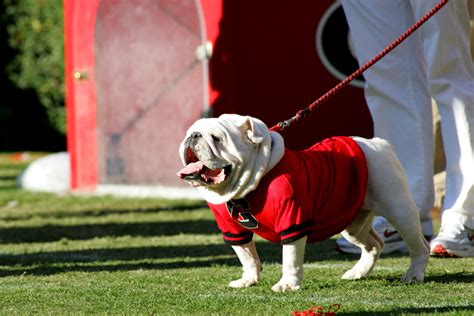 Georgia vs Kentucky series history