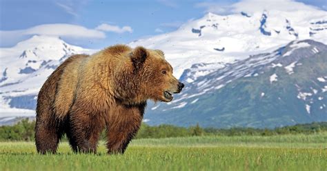 El oso grizzly, el rey de los bosques de Alaska