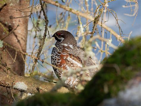 Male hazel grouse | BirdForum