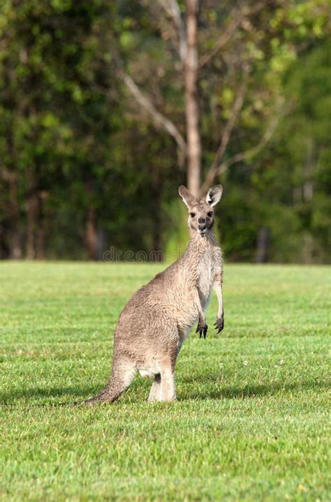 Eastern grey kangaroos stock photo. Image of australian - 23698544