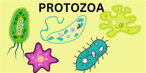 Protozoa diseases - educationallof