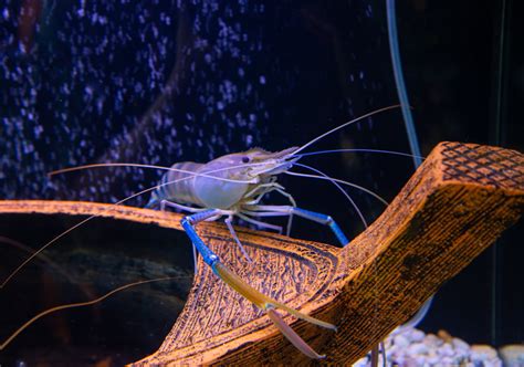 10 Biggest Shrimp and Prawns Ranked - American Oceans