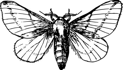 Moth clipart transparent, Picture #1680541 moth clipart transparent